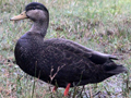 American Black Duck